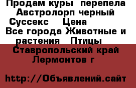 Продам куры, перепела. Австролорп черный. Суссекс. › Цена ­ 1 500 - Все города Животные и растения » Птицы   . Ставропольский край,Лермонтов г.